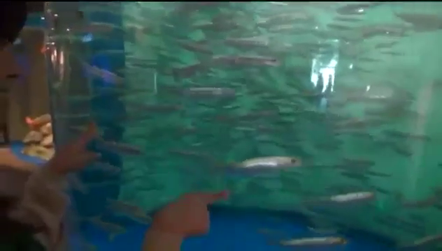 站立 · 遠景 · 休闲服 · 指点 · 画面がぼやけています · 水族館 · 魚槽