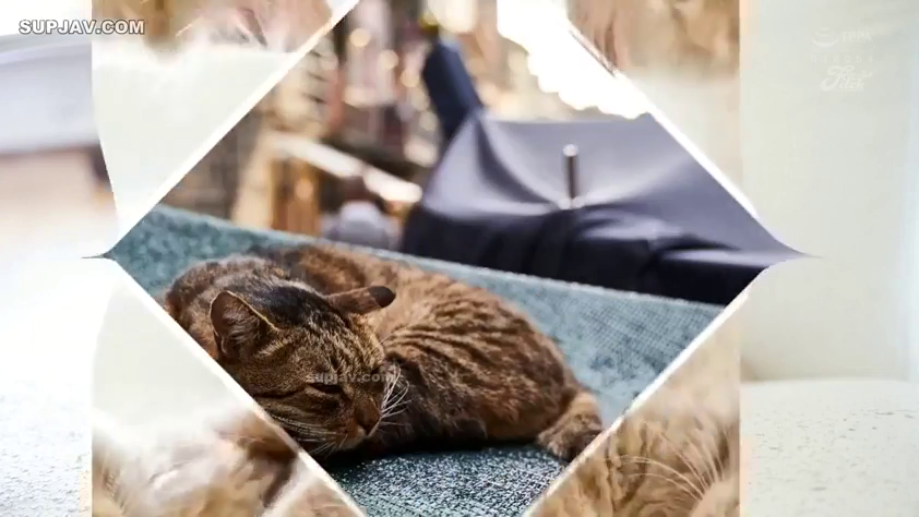 室内 · 顔 · 安详 · 蜷缩 · 猫 · 寝る · 毛皮