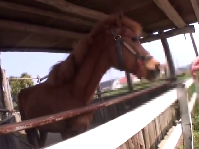 站立 · 马厩 · 马头 · 缰绳 · 动物