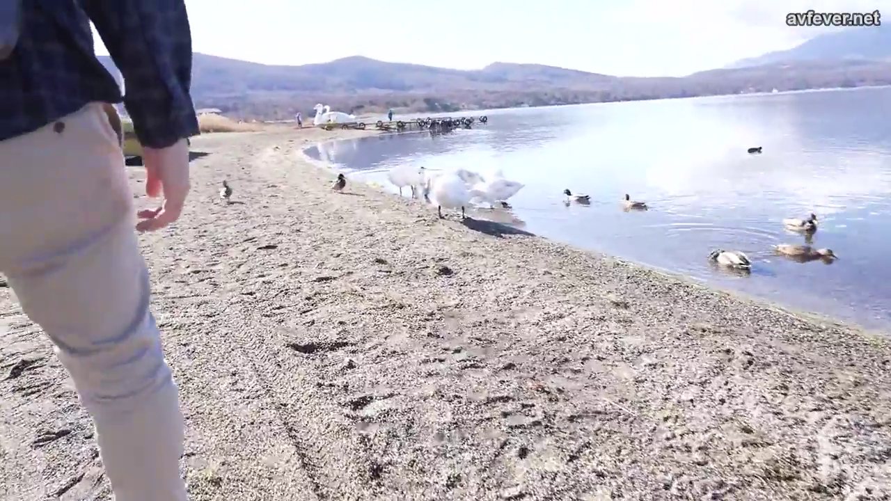 休闲裤 · 行走 · 天鹅 · 湖畔 · 观鸟